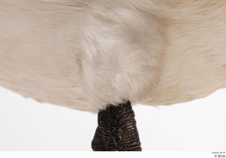 Mute swan leg 0017.jpg